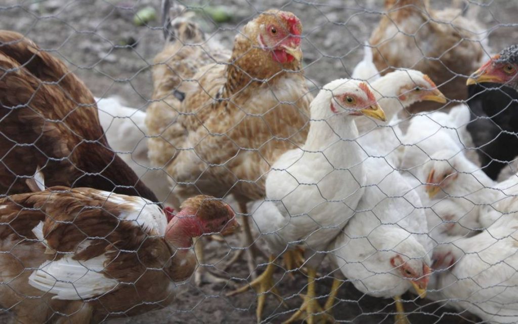 Por ahora no hay riesgo de pandemia por gripe aviar: EU - El Heraldo de Chiapas