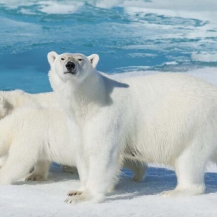 Científicos documentan rara “adopción” de osito polar