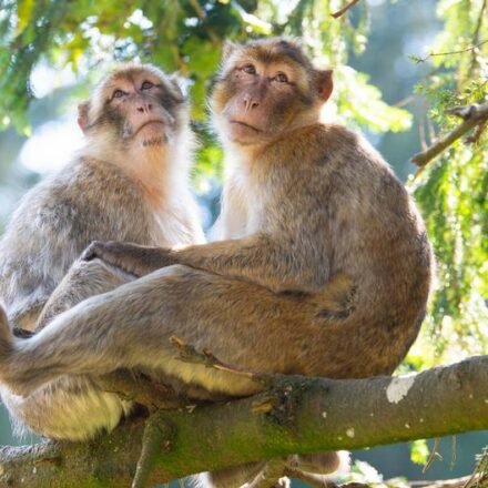 La homosexualidad en primates está influida por factores sociales y ambientales