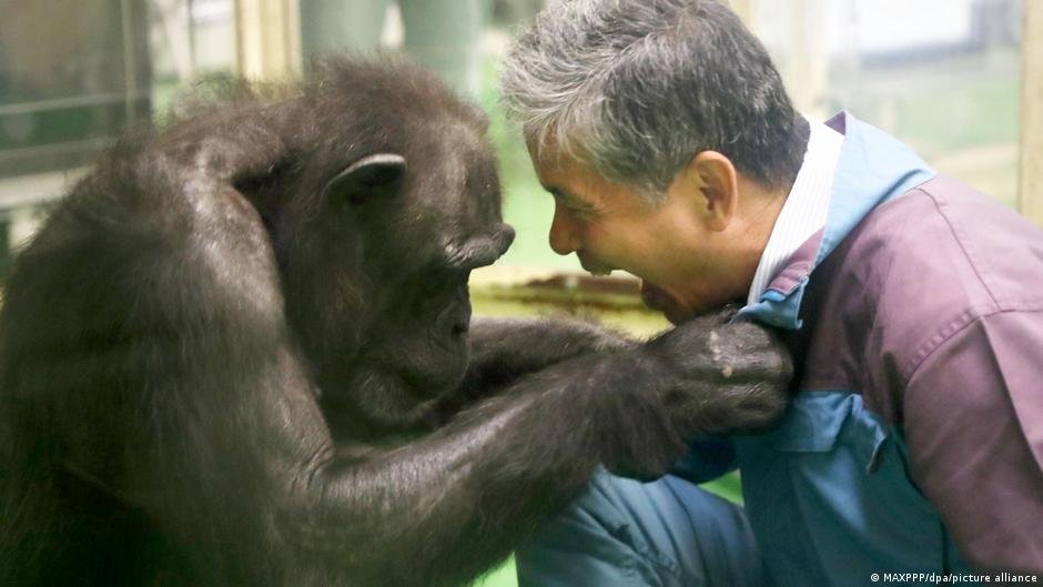 Murió Ai, la chimpancé “genio” que leía caracteres chinos